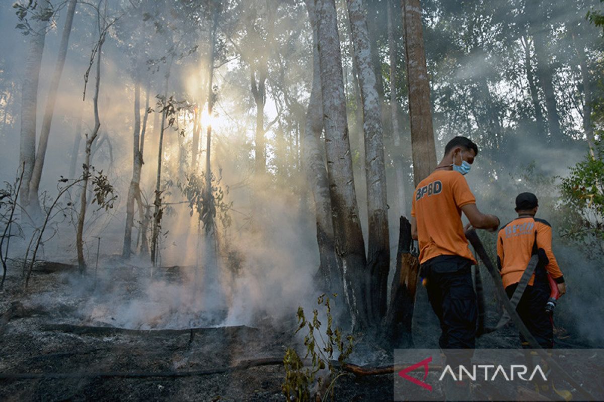 BRIN: Kegiatan antropogenik picu kebakaran hutan dan lahan