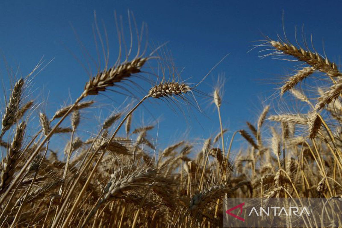 PBB, Rusia jalin pembicaraan tentang ekspor gandum