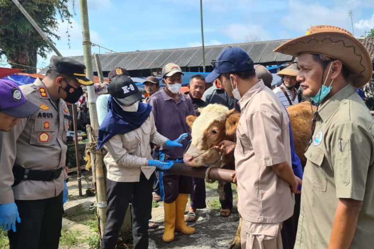 Sapi terpapar PMK di Aceh Tamiang capai 4.000 ekor