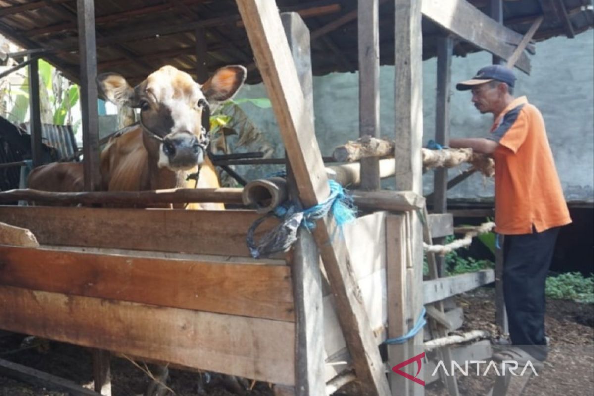 HSU waspadai penyebaran penyakit mulut dan kuku