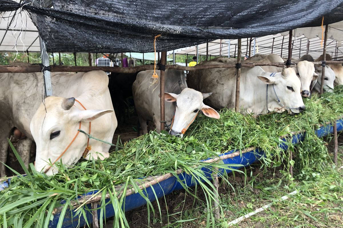 Pemkot Batam anjurkan pedagang beli sapi dari Bali