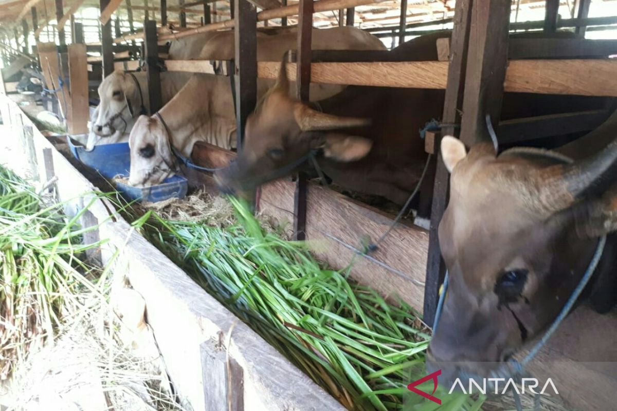 Jumlah sapi kurban 1443 H di Kabupaten PPU  diperkirakan 987 ekor