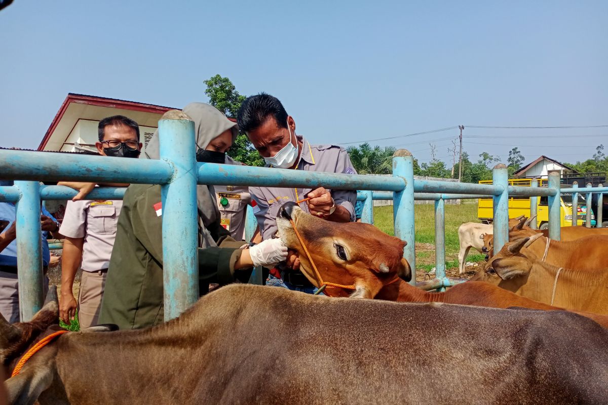 Balai Karantina Kelas I Jambi mengecek ternak di Muara Bulian