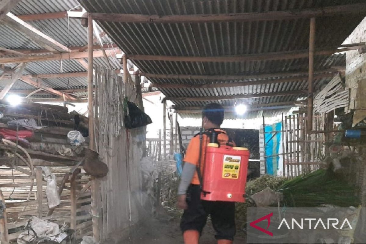 Pemkab Pamekasan gencarkan disinfeksi kandang sapi milik warga