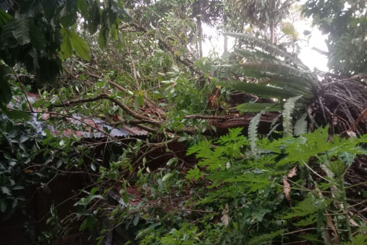 Pohon tumbang timpa rumah warga di Padang akibat angin kencang