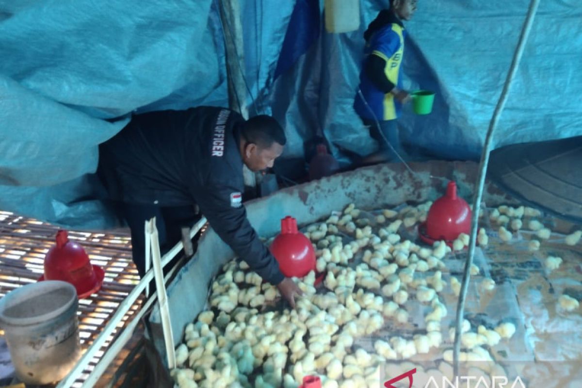 Lapas Atambua budi dayakan 2.300 bibit ayam broiler