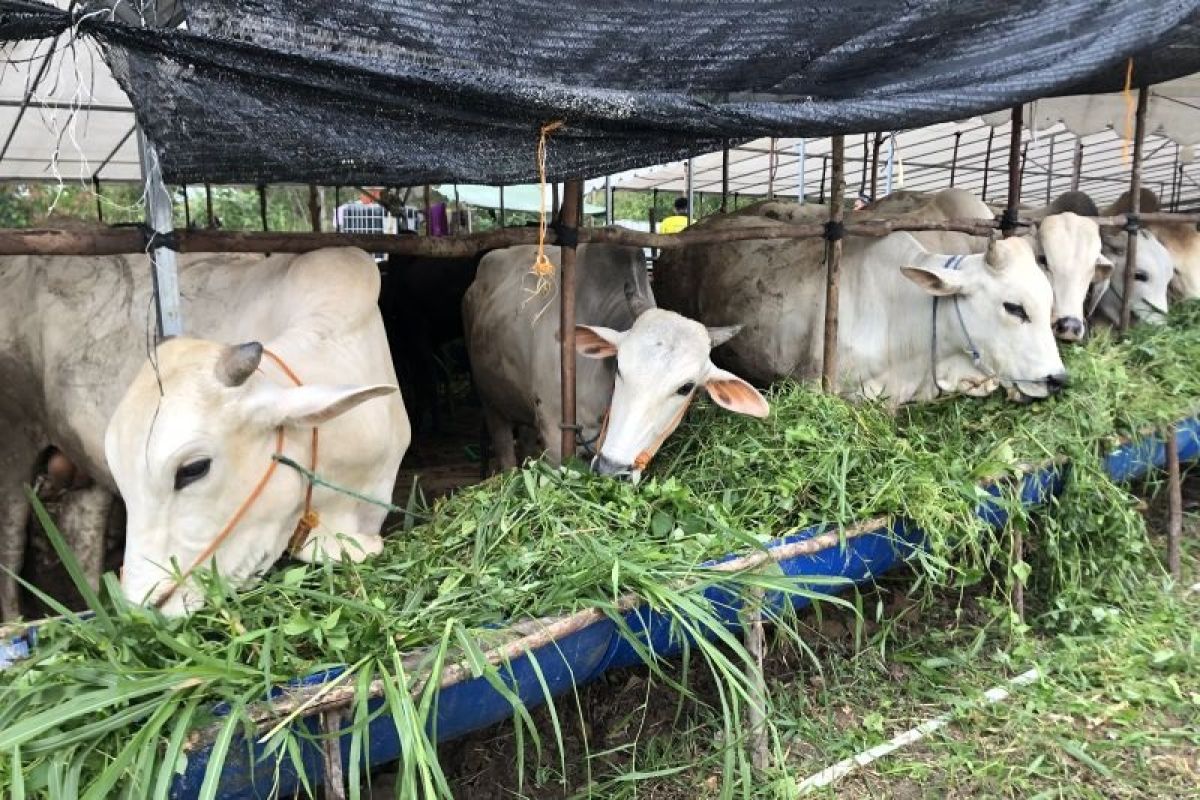 Pedagang Batam disarankan untuk beli sapi dari Bali