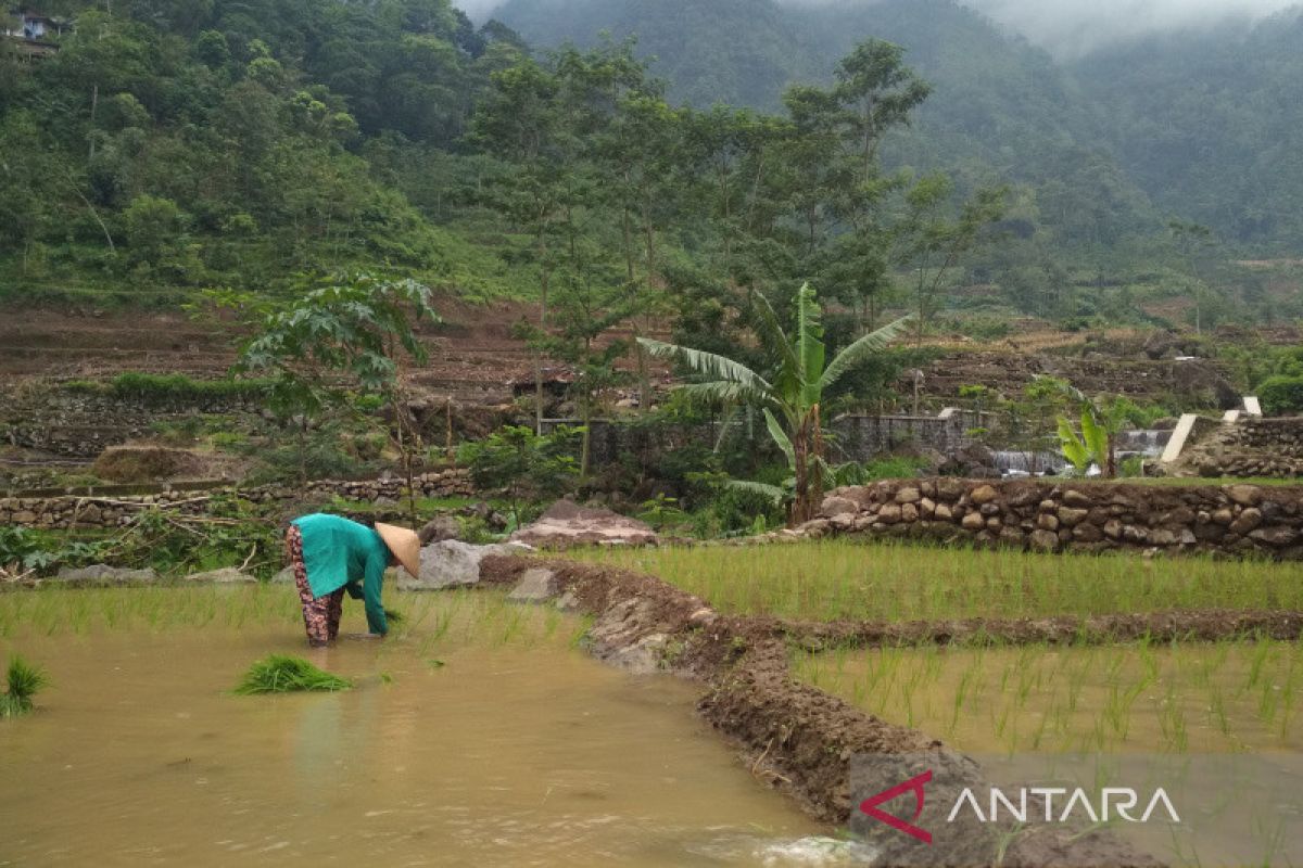 Kudus asuransikan 400 hektare lahan pertanian antisipasi gagal panen