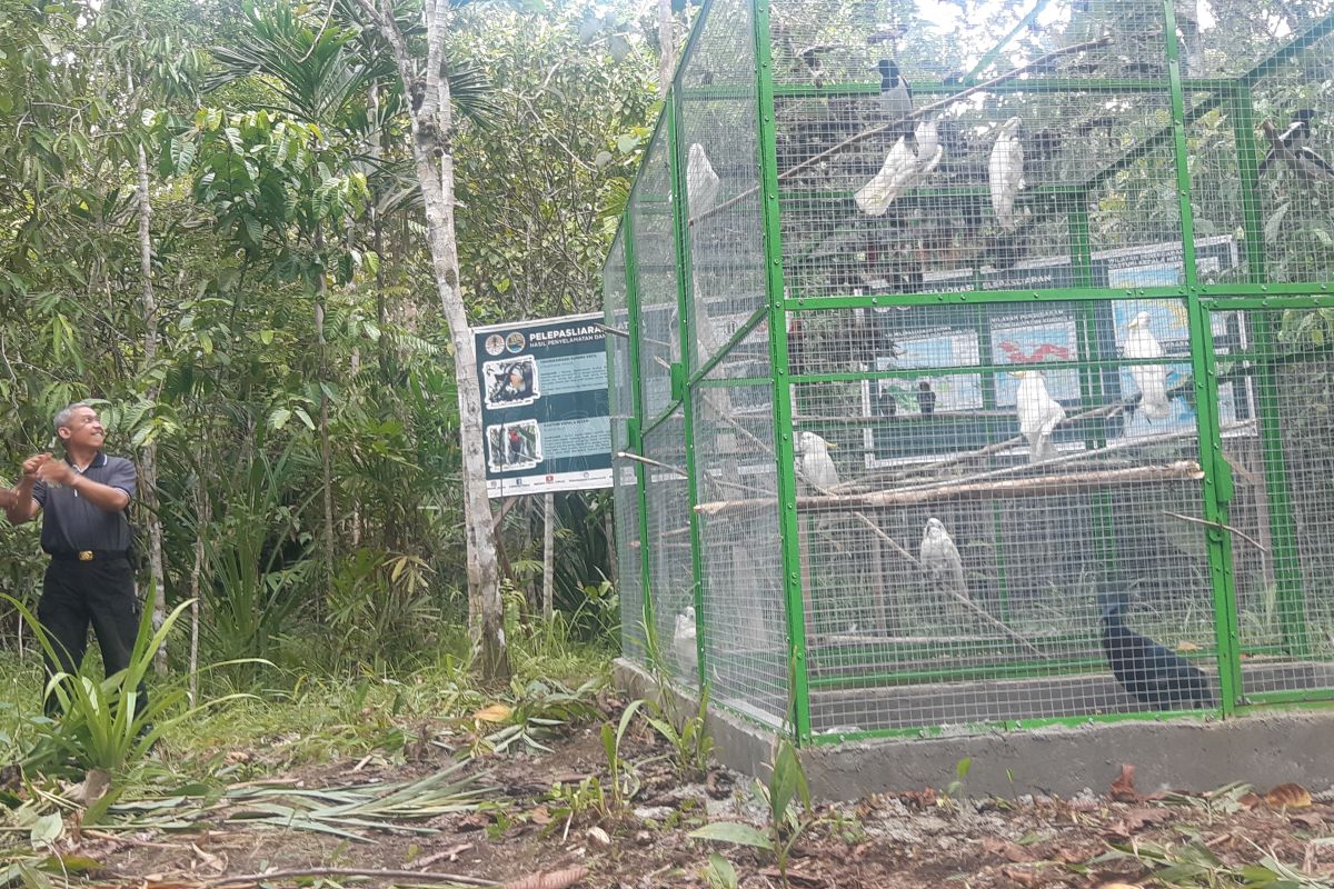 BBKSDA lepasliarkan 38 Satwa Endemik Papua