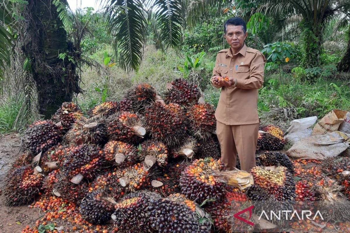 Kadisbunak Kalbar: Larangan ekspor CPO dicabut pulihkan industri sawit