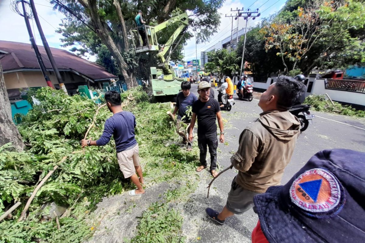 DLH antisipasi pohon tumbang di Ternate