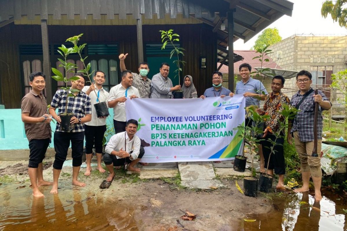 BPJAMSOSTEK Palangka Raya tanam bibit mangga program "employee volunteering"