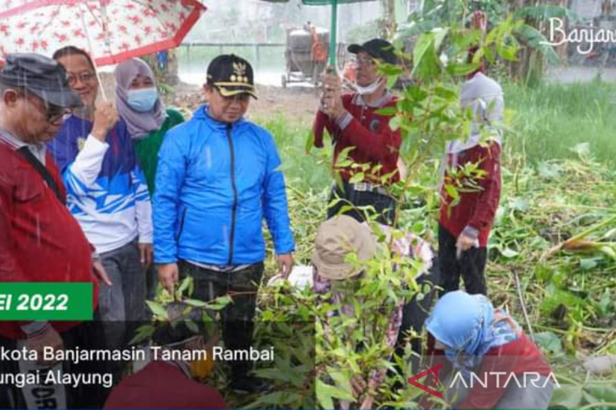 Wali Kota Banjarmasin tanam rambai di Sungai Alayung