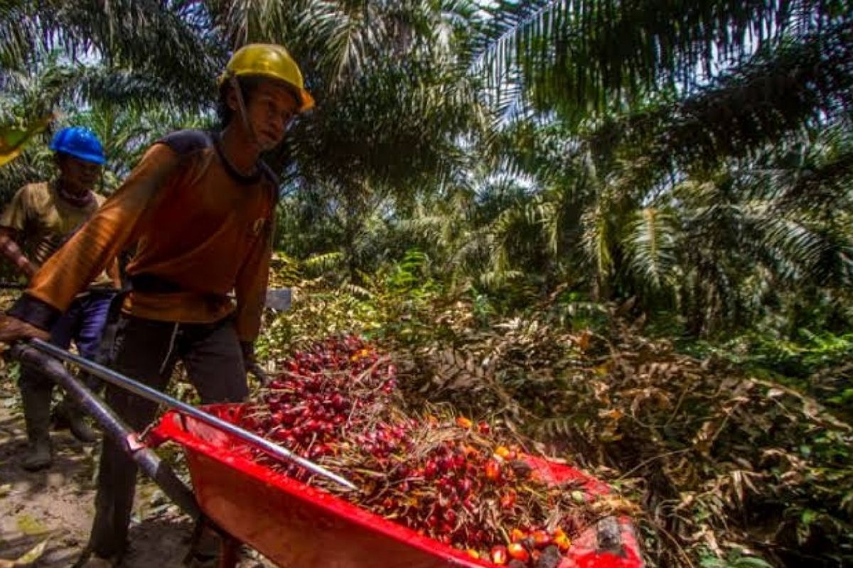 Petani kelapa sawit Indonesia terima kasih ke Presiden Jokowi karena cabut larangan ekspor