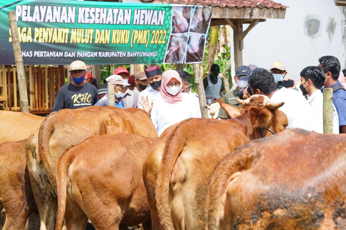 Wabah PMK, Banyuwangi larang sapi dari luar daerah