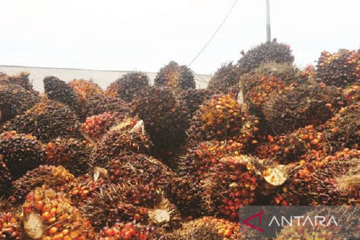 Harga CPO Jambi naik Rp824 per kilogram jadi Rp12.277