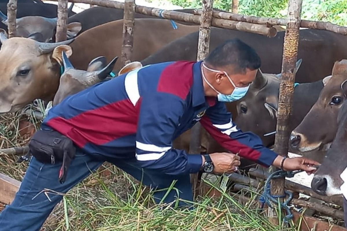Dinas Ketahanan Pangan tingkatkan antisipasi penularan PMK sapi kurban