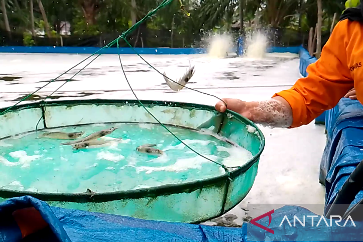 Nanas hingga udang jadi upaya pencegahan Karhutla di Riau