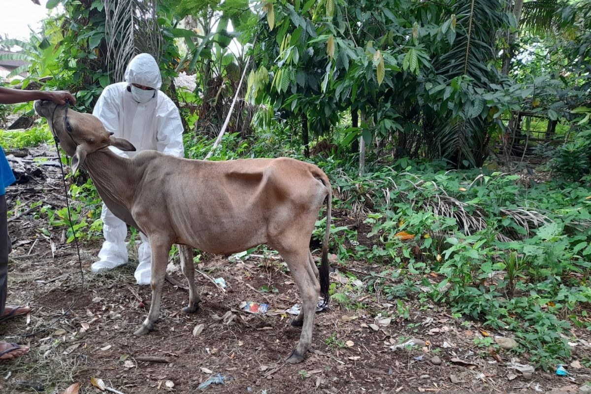 Lima sapi ditemukan sakit mulut kuku di Rohul