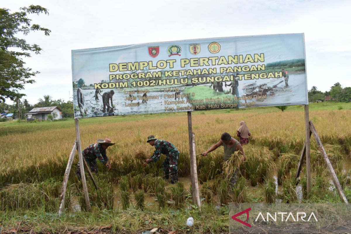 Kodim 1002/HST panen perdana padi dukung ketahanan pangan