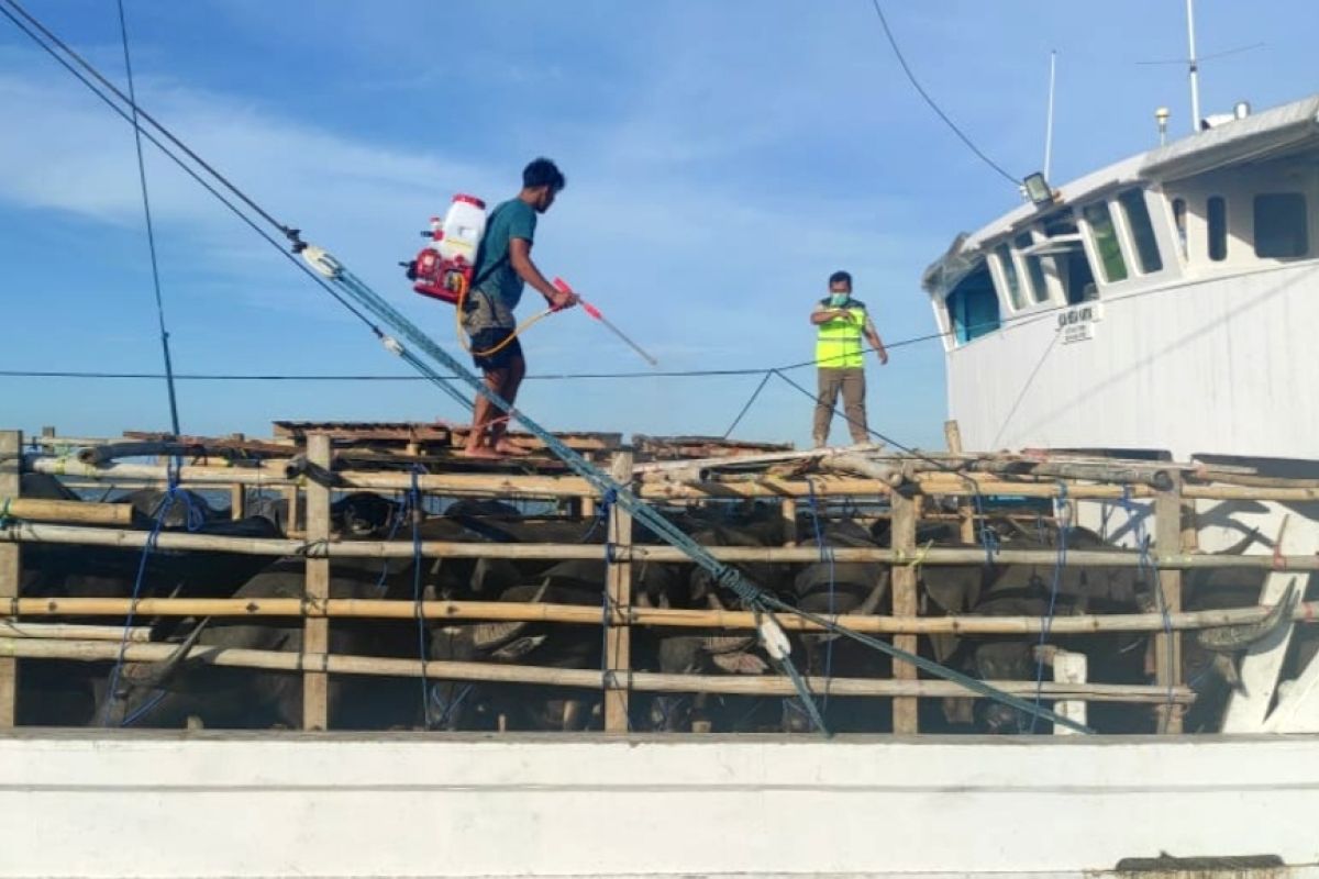 Balai Karantina Pertanian Makassar izinkan kerbau asal NTT masuk Sulsel