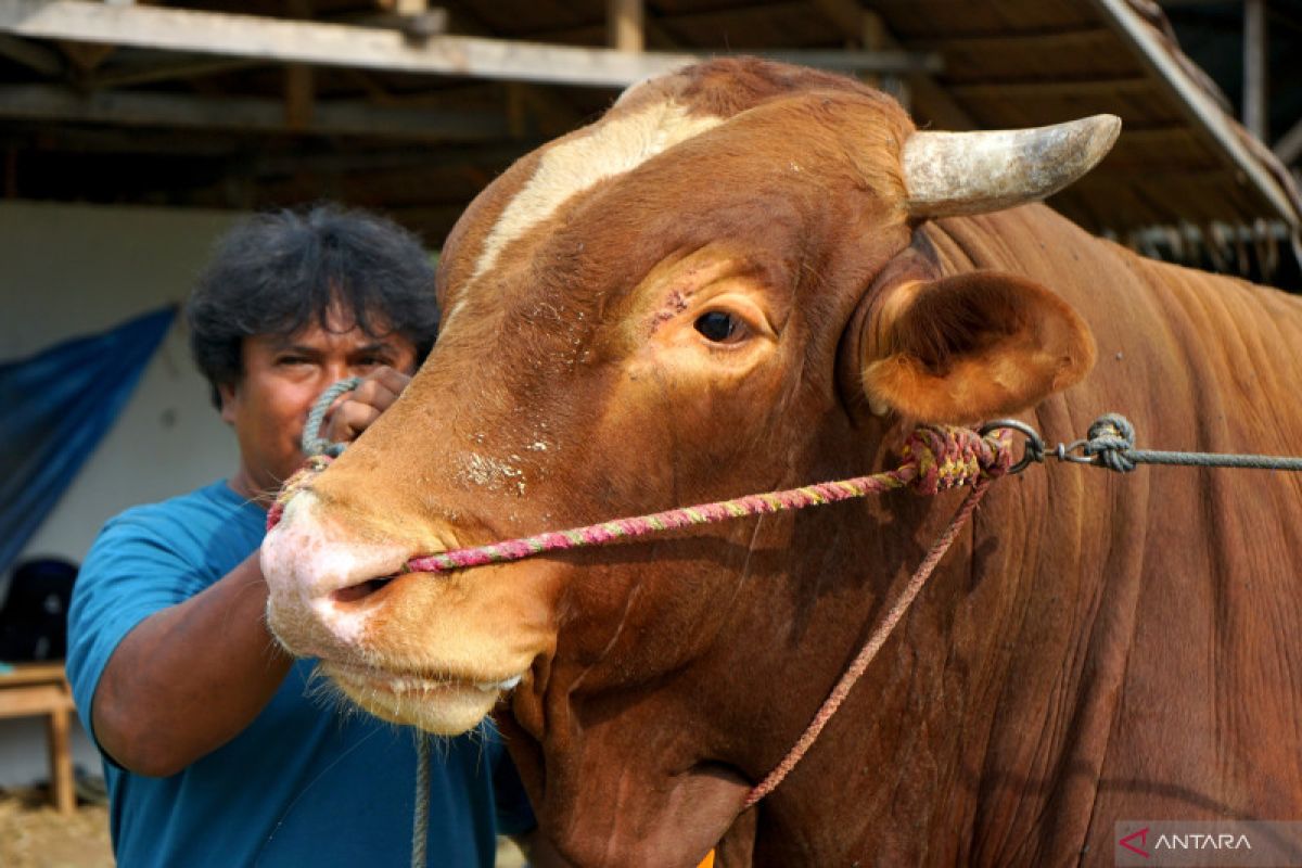 Harga daging sapi di Gorontalo masih tinggi