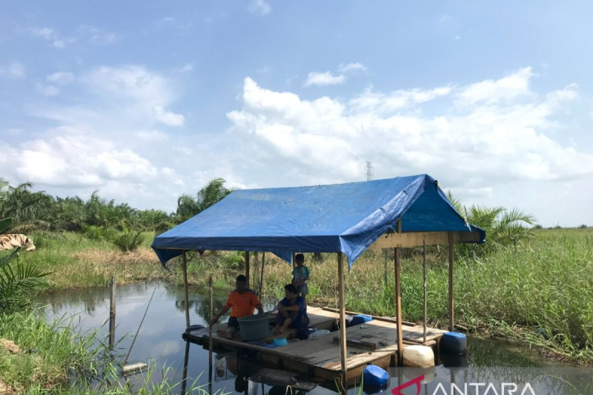 Budi daya ikan toman di kanal gambut Jambi upaya cegah karhutla