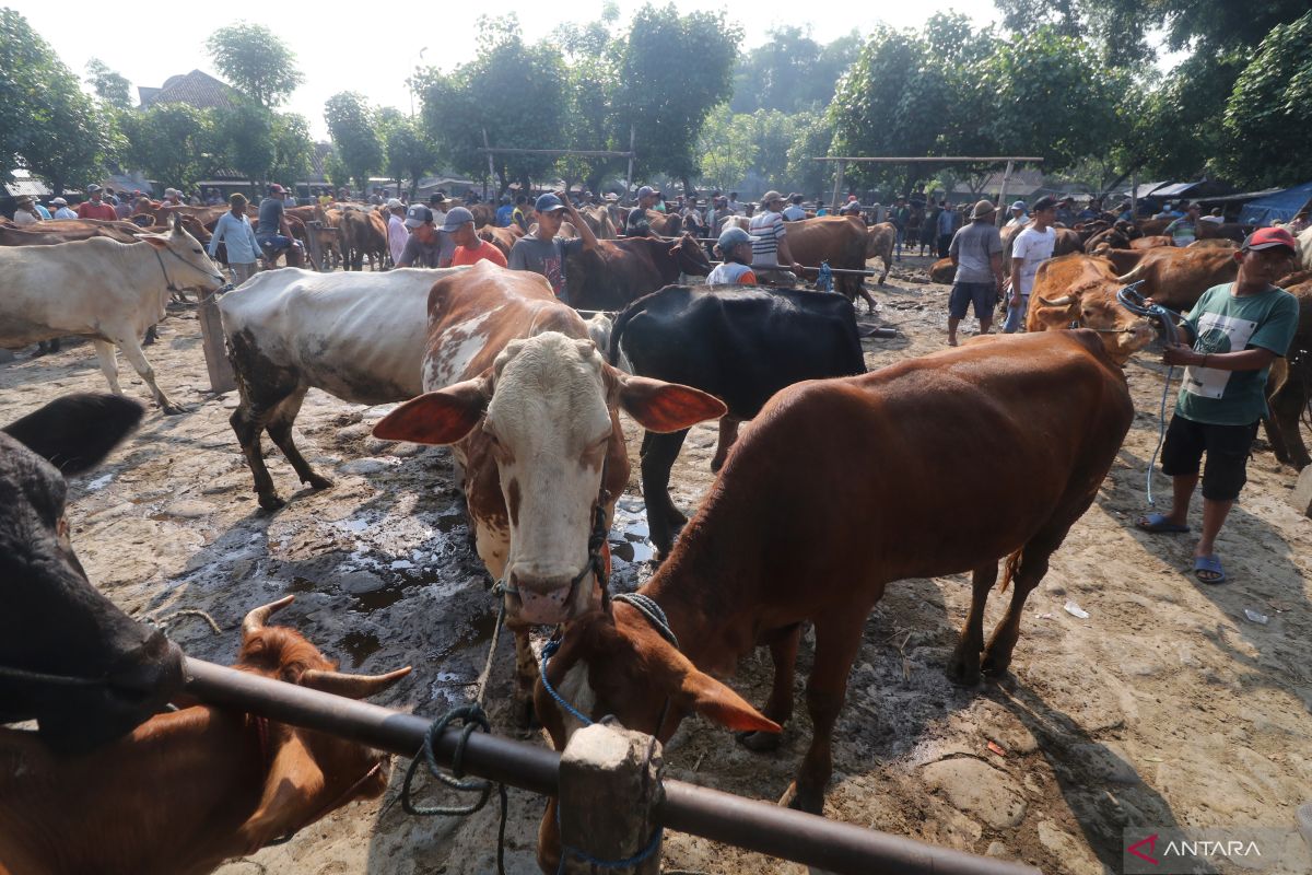 MUI membolehkan daging kurban didistribusikan dalam bentuk olahan