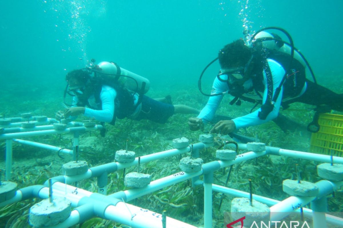 Loka PSPL Sorong rehabilitasi terumbu karang zona Egek Malaukarta