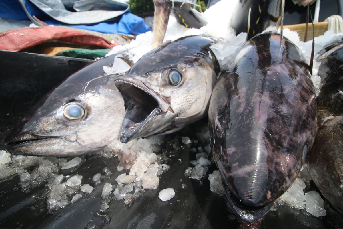 Pengamat: Ekspor perikanan jangan lagi bergantung pada produk mentah