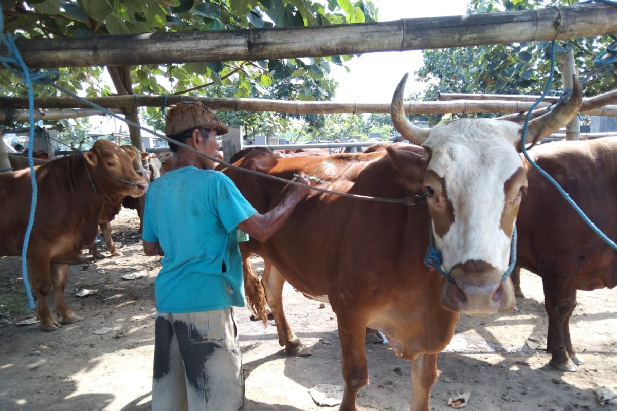 Pemkab Tulungagung perpanjang penutupan pasar hewan antisipasi PMK
