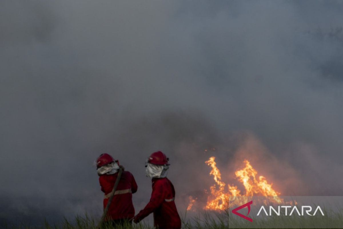 Luas kebakaran hutan dan lahan di Sumsel meningkat pada 2022