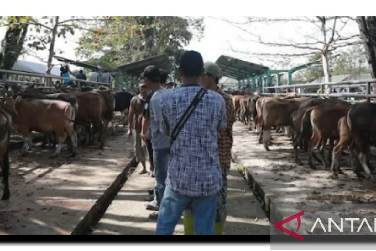 Pemkab Tala membuka kembali pasar hewan Sarang Halang