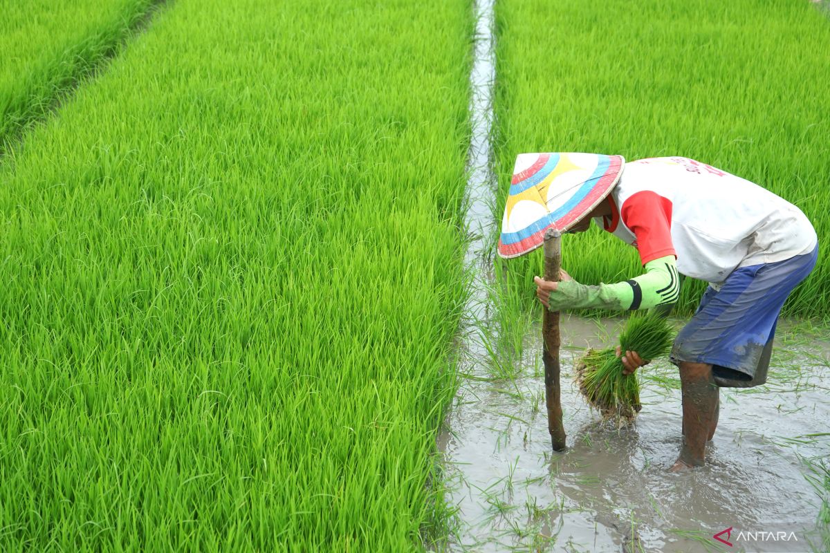 BPS: Program pendampingan petani tingkatkan produksi padi nasional