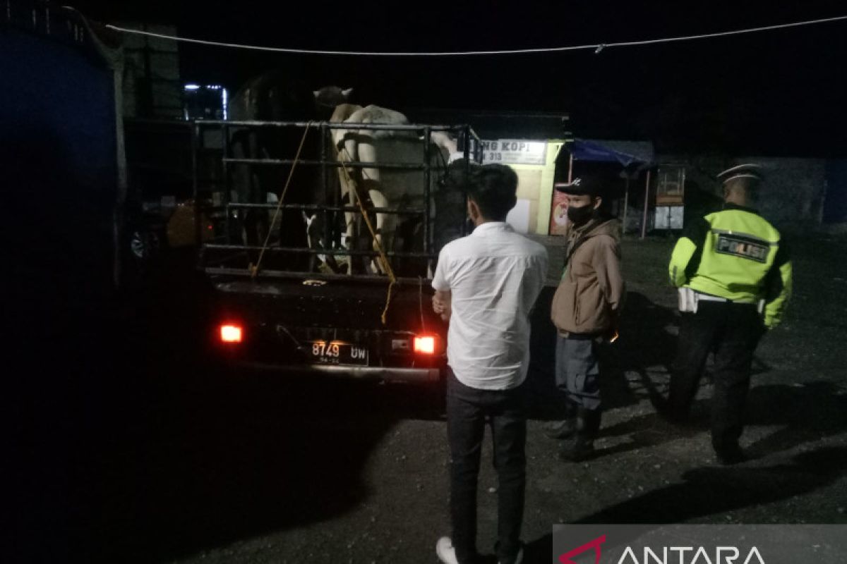 Polisi putar balik kendaraan pengirim sapi tanpa SKKH dari luar daerah