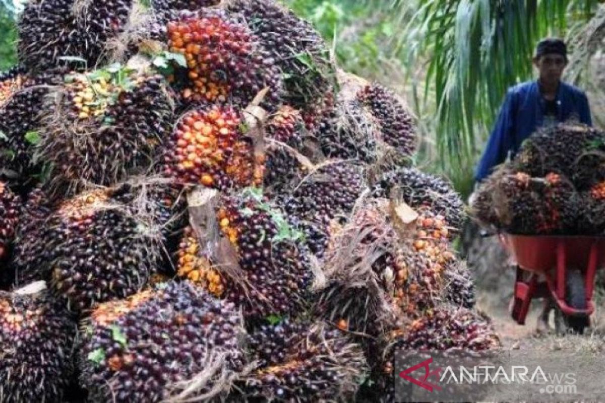 Harga sawit di Riau turun Rp424,81/kg