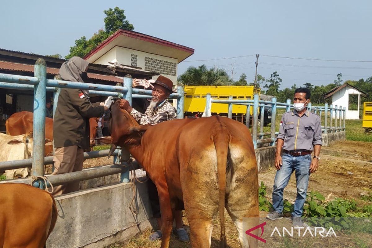 Ternak di Lampung alami PMK,  Jambi perketat lalu lintas hewan