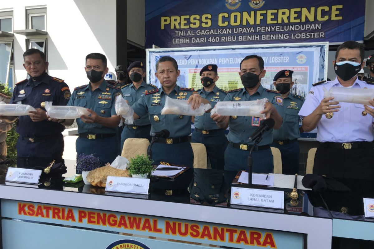 TNI AL gagalkan penyelundupan 466.000 benur lobster di Kepri