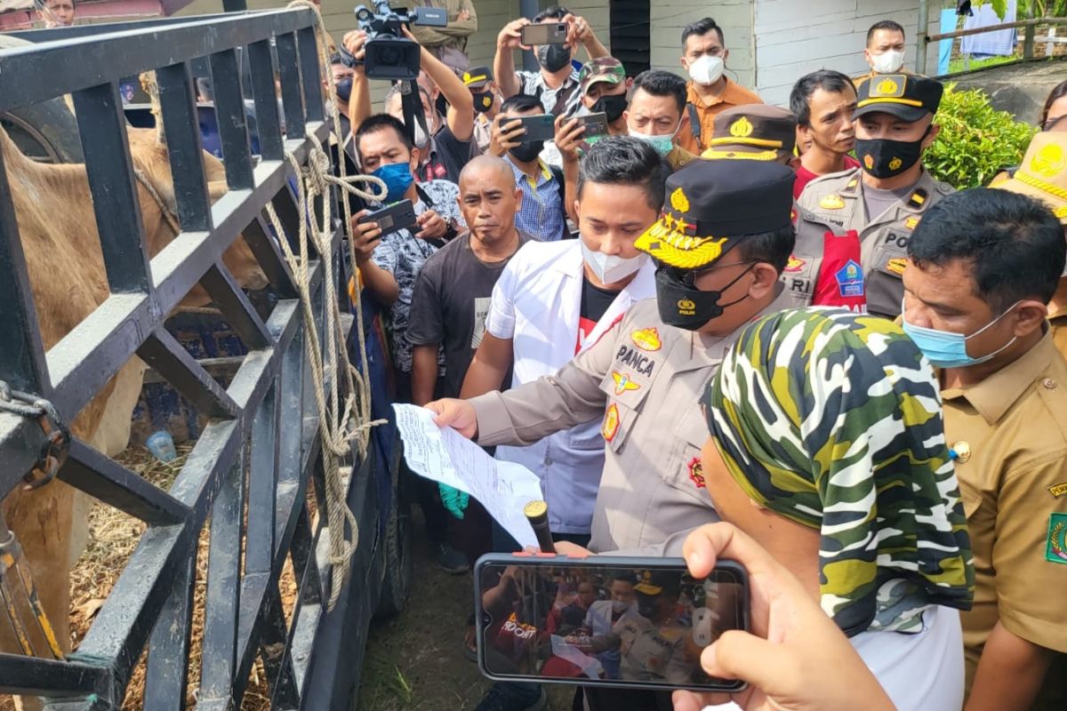 Kapolda Sumut sidak peternakan sapi di Langkat cegah penyebaran PMK