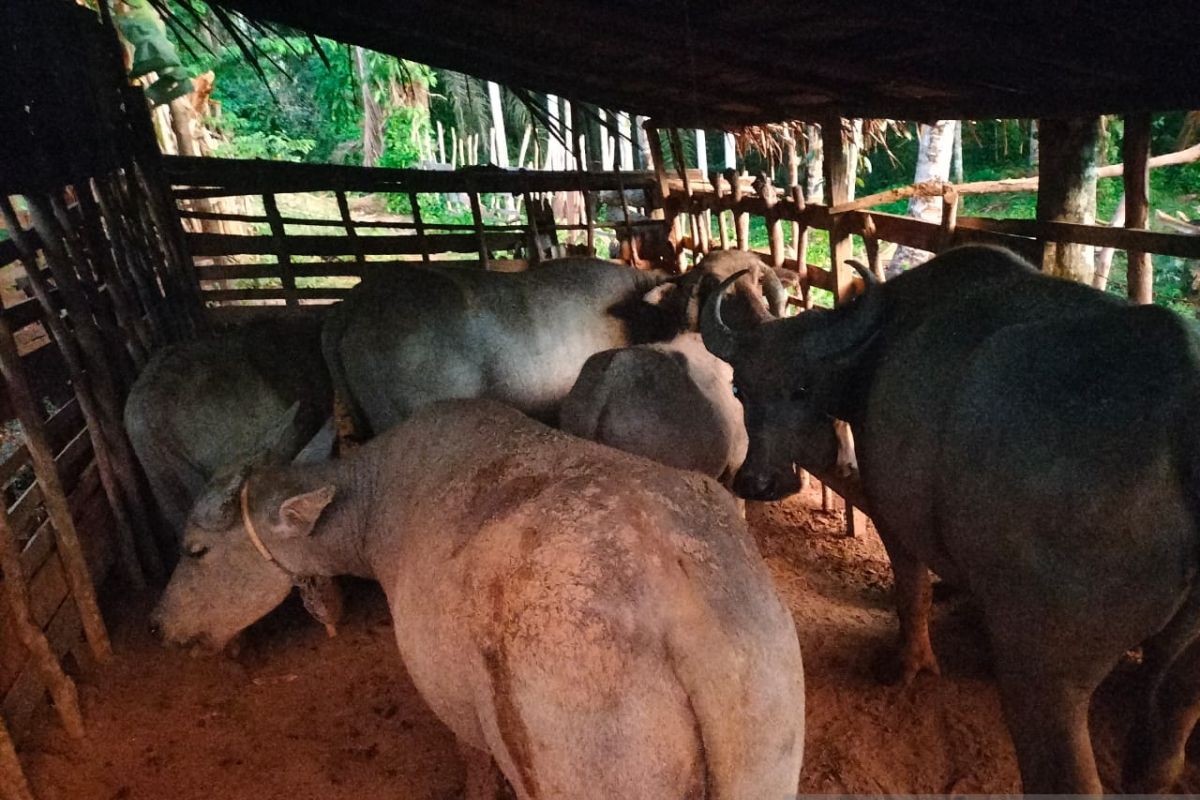 Wabah PMK tidak pengaruhi penjualan sapi di Bengkulu