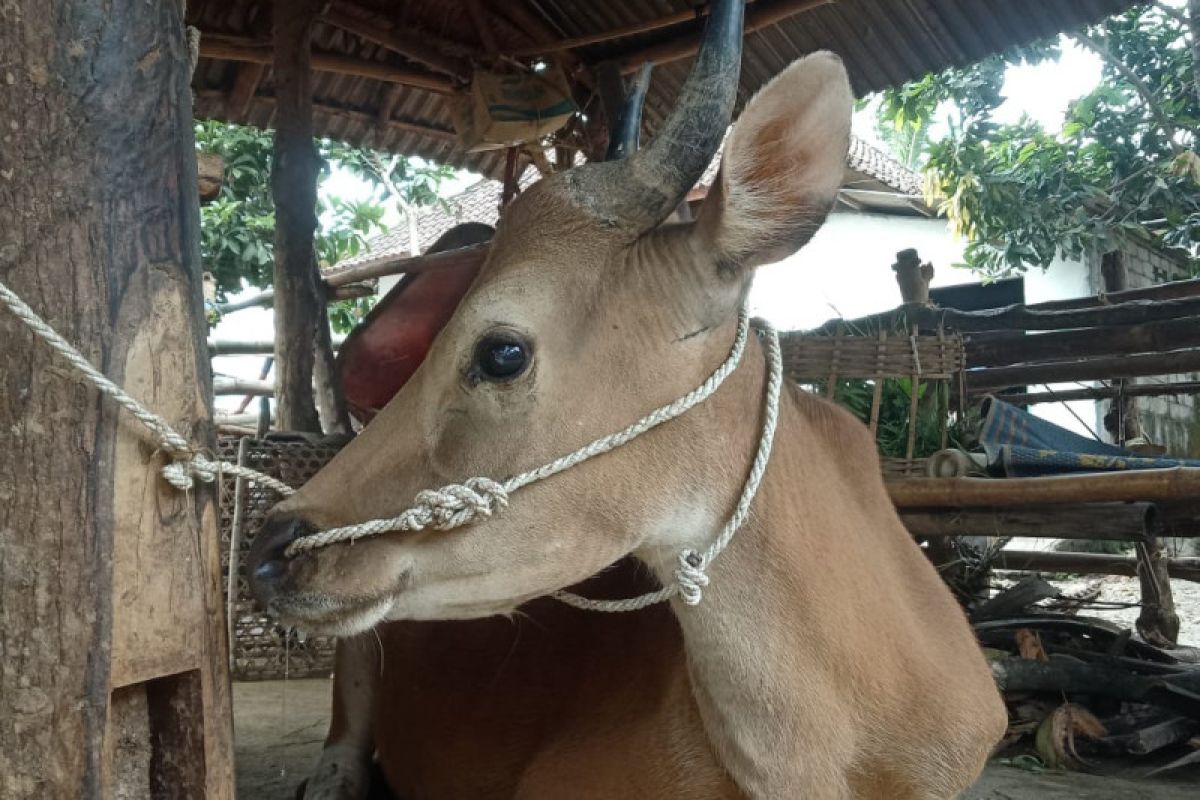 Ribuan ternak di Lombok Timur, NTB terjangkit PMK