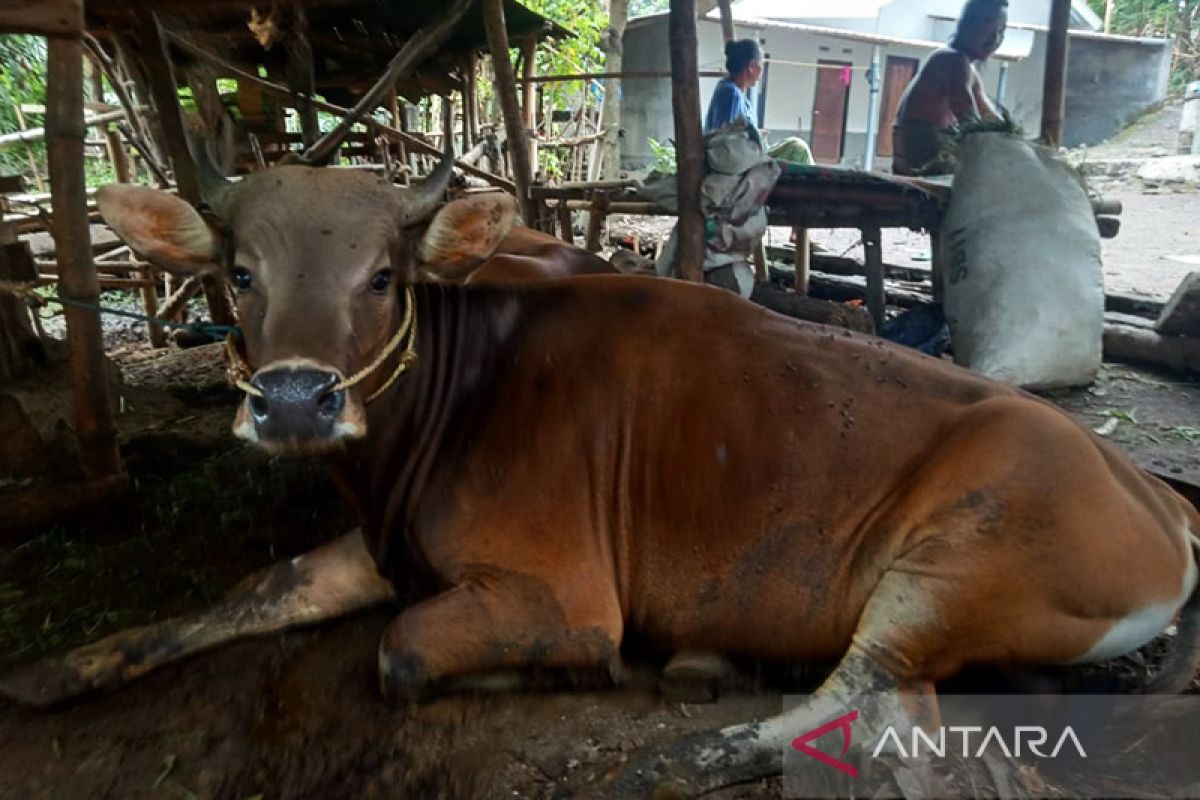 Ribuan ternak di Lombok Timur terjangkit PMK