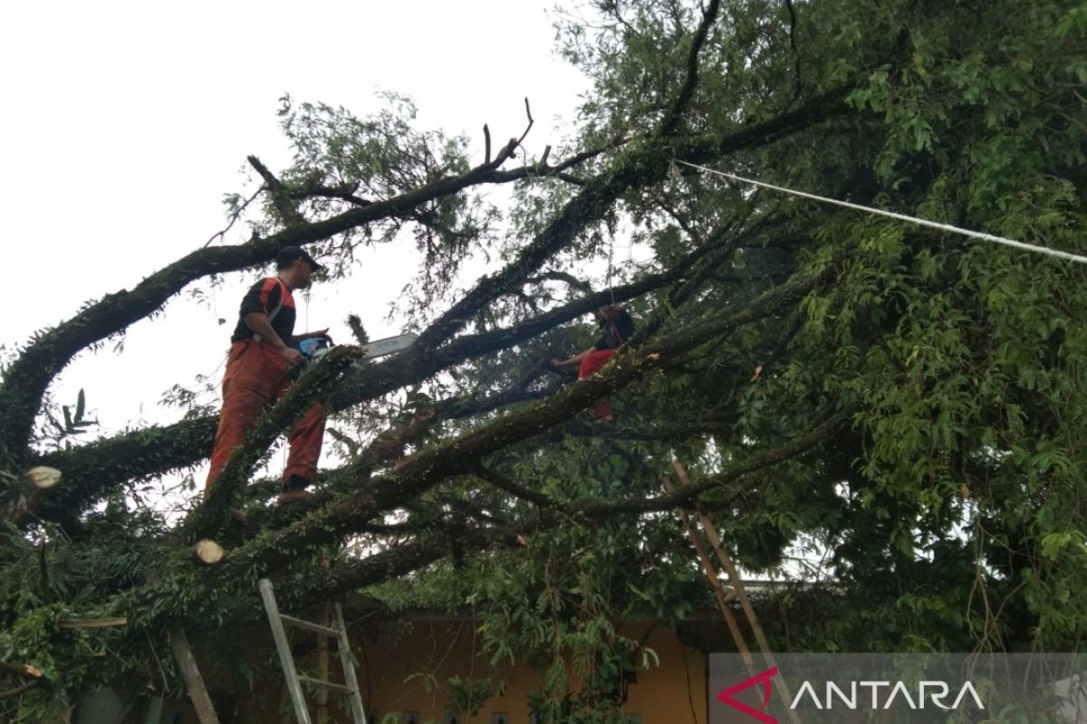Pohon tumbang timpa tiga rumah di Curug Tangerang