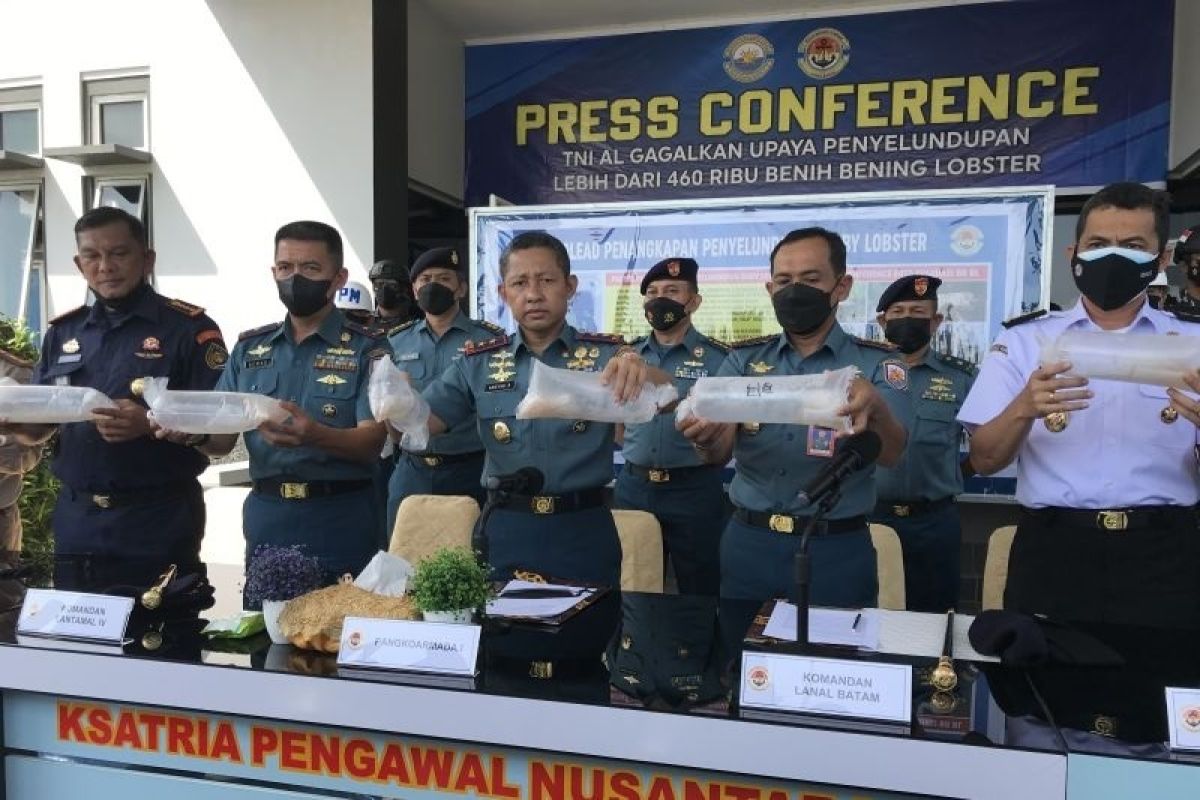 TNI AL berhasil gagalkan penyelundupan 466.000 benur lobster