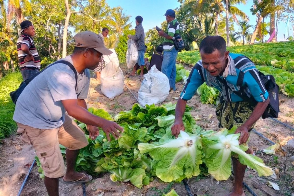 Cerita Desa Pana NTT: Pemberdayaan petani untuk dukung Desa Mandiri