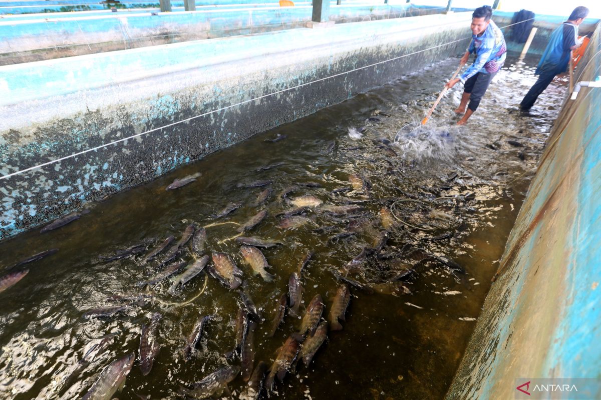 Produksi ikan air tawar di Abdya capai 435 ton per semester