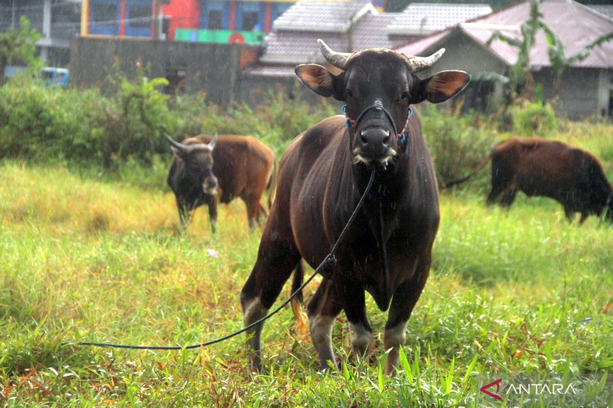 Sapi asal Sulawesi sudah boleh masuk Balikpapan