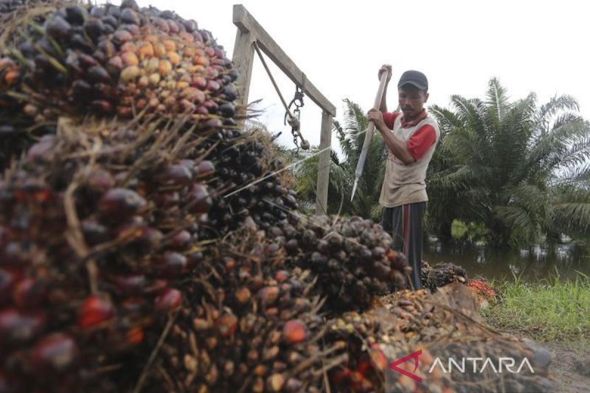 DPRD Kotim berharap dana bagi hasil kelapa sawit segera terwujud