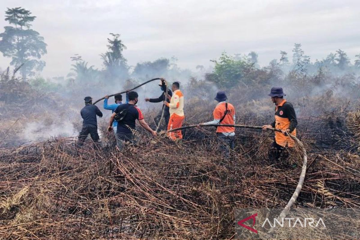 Terbakar, tujuh hektare lahan gambut