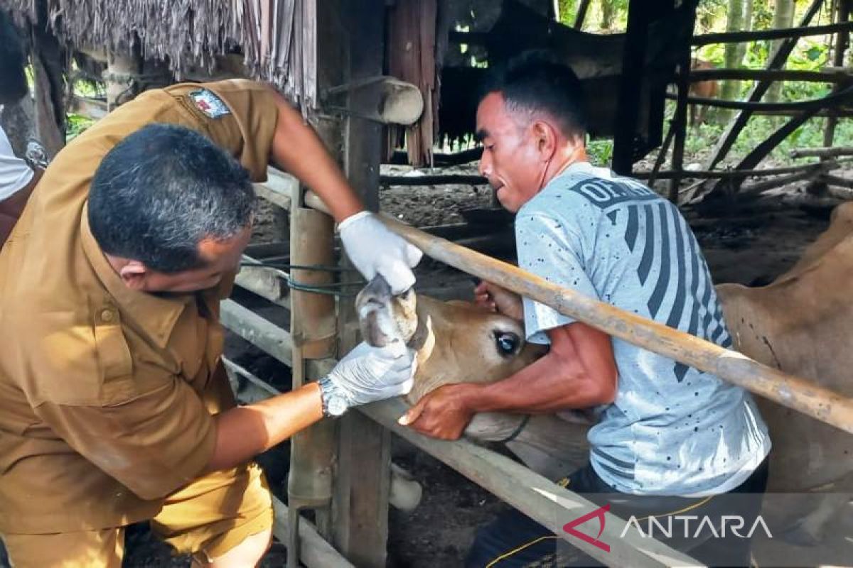 106 ekor ternak sapi di Aceh Barat diduga terindikasi wabah PMK